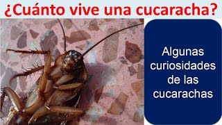 Cuanto vive una cucaracha [upl. by Yednil829]