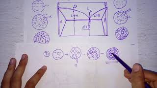 Lecture 17 Microstructures on eutectic and eutectoid phase diagram [upl. by Okire]