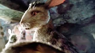 Watership Down TV Spot 1978 [upl. by Olocin585]