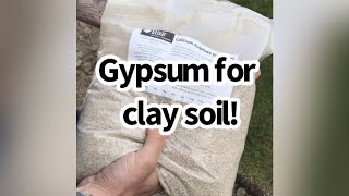 Using Gypsum to improve clay soilNOVICE GARDEN short [upl. by Ydnamron]