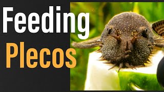 What to Feed Plecos Everything You NEED to Know [upl. by Lesde]