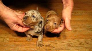 AVAILABLE Dapple Dachshunds Puppies for sale in california [upl. by Zales]