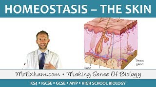 Homeostasis and the Skin  GCSE Biology 91 [upl. by Kihtrak60]