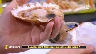 Coquilles SaintJacques  comment bien les choisir [upl. by Renrut]