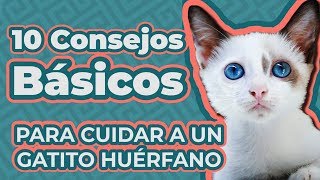 CÓMO CUIDAR A UN GATITO BEBÉ SIN MAMÁ  GUÍA COMPLETA GATITOS HUÉRFANOS [upl. by Enilorak]