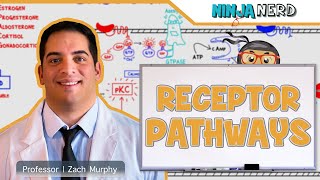 Endocrinology  Receptor Pathways [upl. by Eceerahs963]