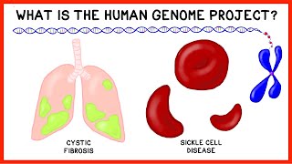 What is the Human Genome Project [upl. by Hannibal]