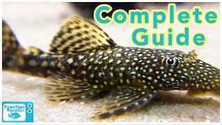 Bristlenose Pleco Care and Breeding [upl. by Thorncombe]