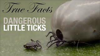 True Facts Dangerous Little Ticks [upl. by Saville]