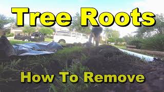 Yard Drain  How to Cut Large Tree Roots [upl. by Wisnicki]