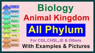 All Phylum  Kingdom Animalia  Biology [upl. by Nahshunn628]