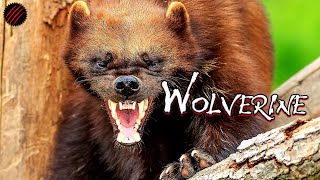 Is a Wolverine the Perfect Predator Takes Whatever It Wants [upl. by Dnalerb486]