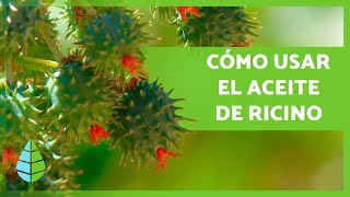 10 USOS del ACEITE de RICINO 💚 ¡Cabello Pestañas Antiacné y más [upl. by Niroc]