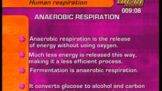 GCSE BBC Bitesize Higher Science  Human Respiration [upl. by Kere]