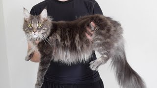 Maine Coon Albus Growing Up 13 Weeks  1 Year [upl. by Ydok]