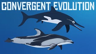 Convergent Evolution  Dolphins and Ichthyosaurs [upl. by Ahsitauq]