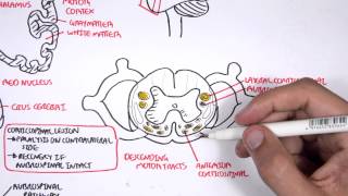 Neurology  Motor Pathways [upl. by Samala704]