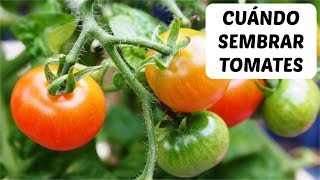 Cuándo plantar tomates [upl. by Atteuqahc]