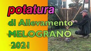 POTATURA di Allevamento MELOGRANO [upl. by Blake]