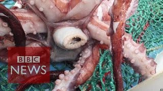 Rare colossal squid examined by scientists  BBC News [upl. by Selohcin333]