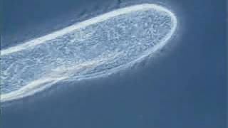 Paramecium cilia movement [upl. by Hairahcez]