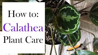 How to Calathea Plant Care [upl. by Gollin]