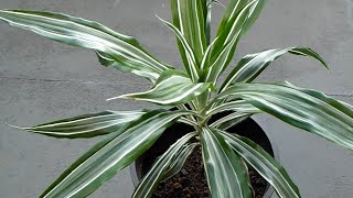 Dracaena Deremensis Warneckii  Narrow striped leaves [upl. by Trici]