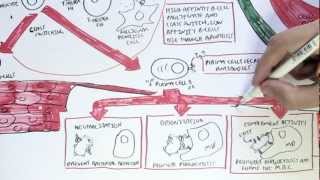 Immunology Map VI  Humoral Immunity [upl. by Kipper100]