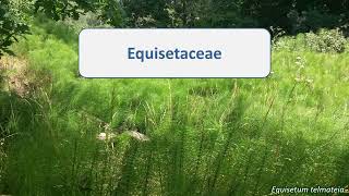 Equisetaceae [upl. by Nailimixam]