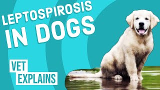 Leptospirosis in Dogs [upl. by Gavette423]