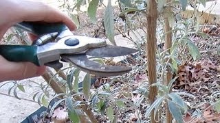 When and How to Prune Butterfly Bushes [upl. by Sontich273]