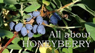 All you need to know about the honeyberry haskap [upl. by Ferrel]