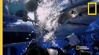 Why Sharks Attack Cage Divers  Shark Attack Files [upl. by Ear]