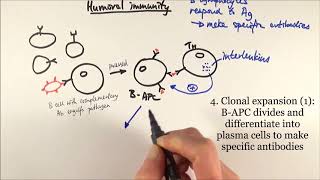 AS Biology  Humoral immunity OCR A Chapter 126 [upl. by Eylsel]