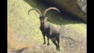 A NEW RECORD OF GREDOS IBEX [upl. by Alur]