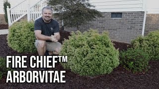 Fire Chief™ Arborvitae  Globe Shaped Evergreen  Year Round Interest [upl. by Cruce]