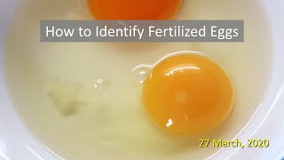 How to Identify Fertilized Eggs [upl. by Grunenwald]