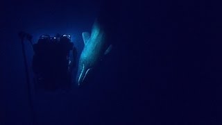 Rare Sperm Whale Encounter with ROV  Nautilus Live [upl. by Alakim74]