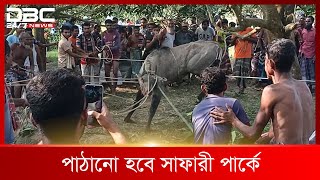 ধাওয়া করে নীলগাই আটক  DBC News Special [upl. by Rann878]