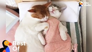 Cuddly Animals That Will Keep You Warm This Winter Cute Animal Compilation  The Dodo Best Of [upl. by Millur703]