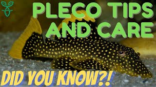 Pleco Fish Care  Beginner Fish Guide [upl. by Ainigriv643]