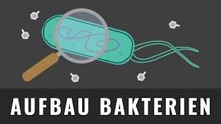 Aufbau von Bakterien  Bakterienzelle zeichnen  Biologie Abitur [upl. by Yelraf204]