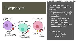 Chapter 112 Immunity  Lymphocytes [upl. by Rhodie495]