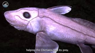 Creatures of the Deep Chimaera [upl. by Carmelia662]