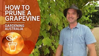 How to prune a grapevine [upl. by Somar722]