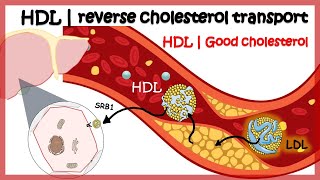 Silent CV Risk TriglycerideHDL Ratio [upl. by Megen777]