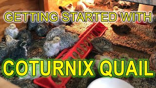 GETTING STARTED WITH COTURNIX QUAIL  A Beginners Guide [upl. by Acinad]