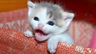 Kittens Meowing  A Cats Meowing Compilation  NEW HD [upl. by Vallo]