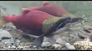 Facts The Sockeye Salmon [upl. by Imar]