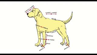 Directional Terms Used in Animal Anatomy [upl. by Meakem]